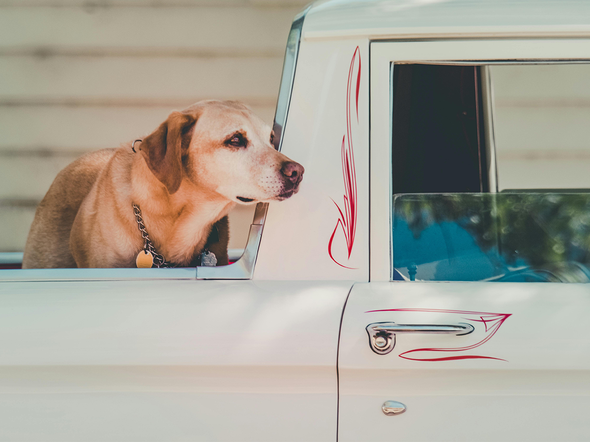 Shifting Dog to New House