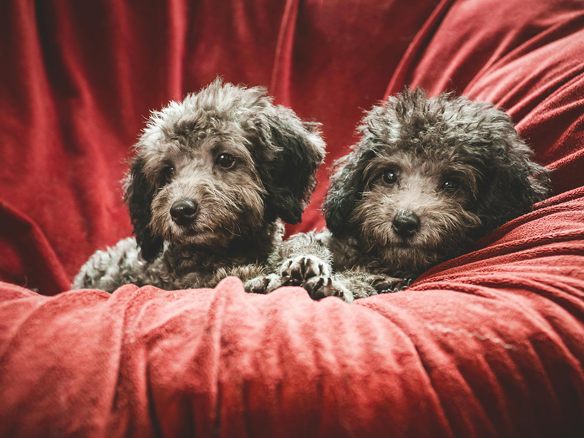 2 Cute Little Puppies